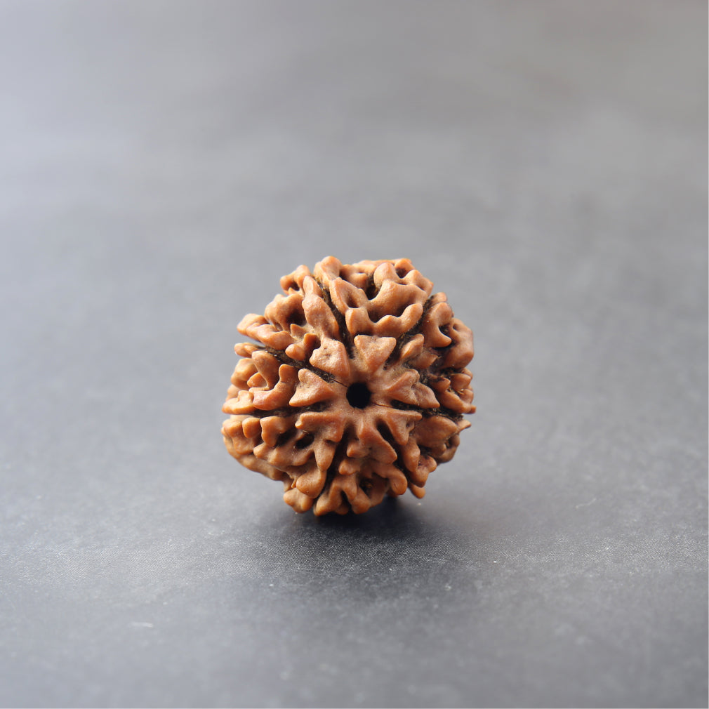 Siddh 7 Mukhi Rudraksha